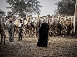 Lia Dondini Taddei - camel market