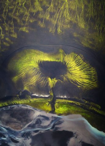 The Tree of Iceland